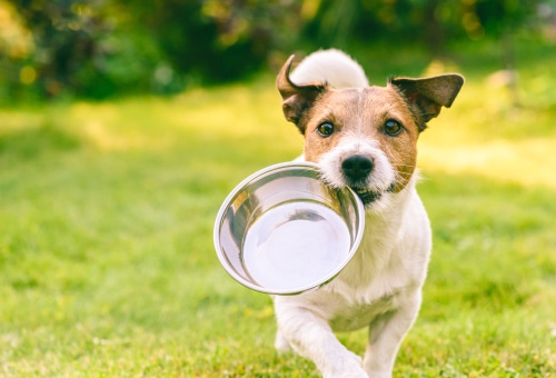 AI finds regional differences in pet food flavors